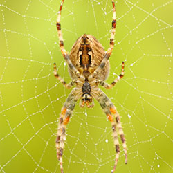 spider in spider's web on a green background